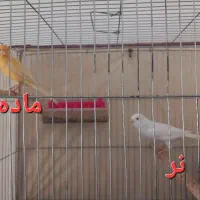 یه جفت قناری