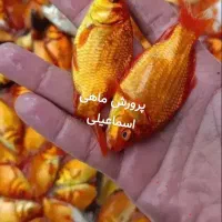 ماهی گلدفیش|ماهی|قم, شهر قائم|دیوار