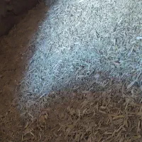 کنگر