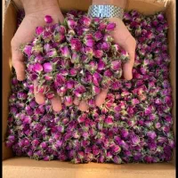 غنچه گل محمدی