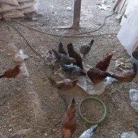 جوجه مرغ و خروس|حیوانات مزرعه|قوچان, |دیوار