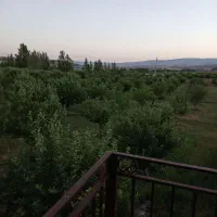 فروش حدود ۷۰تن سیب روی درخت نصف قرمز نصف سفید|خوردنی و آشامیدنی|خلخال, |دیوار