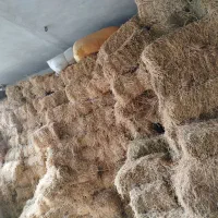 علوفه حیوانی