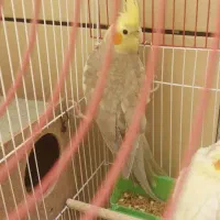 نروماده۲سالونیم کارداده|پرنده|اهواز, فرهنگ شهر|دیوار