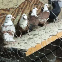 کربلایی|پرنده|آزادشهر, |دیوار