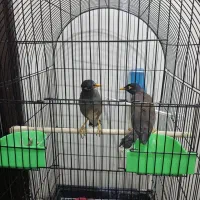 مینا|پرنده|مشهد, عبادی|دیوار