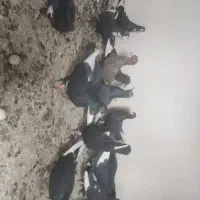 کفتر سیاه پلنگ