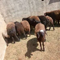 بره|حیوانات مزرعه|هشتگرد, تهران دشت|دیوار