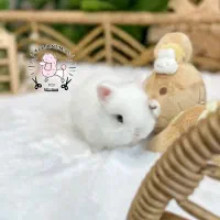 جرسی|موش و خرگوش|اصفهان, جلفا|دیوار