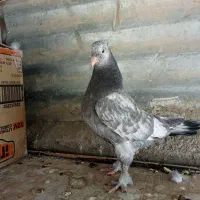 جوجه کله سبز