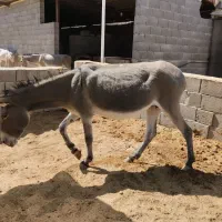 الاغ ماده ،الاغ نر|حیوانات مزرعه|اصفهان, قهجاورستان|دیوار