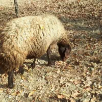 گوسفند رومانوف و مهربانی اصیل