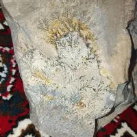 شجر کوهی|جواهرات|موچش, |دیوار