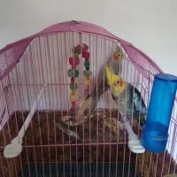 عروس هلندی سخنگو