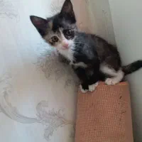 واگذاری ۲ تا بچه گربه سالم و خوشگل