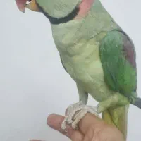 جفت شاه طوطی دستی|پرنده|مشهد, شهید شهریاری|دیوار