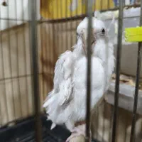 عروس هلندی واگذاری