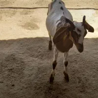 حیوان‌کهره‌نر‌و‌ماده