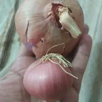 پیاز محلی زرد و بسیار تند