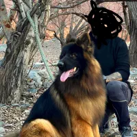 ژرمن شولاین نر بینظیر