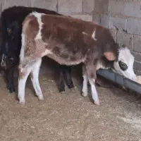 دو راس گوساله ماده سیمینتال|حیوانات مزرعه|دره شهر, |دیوار