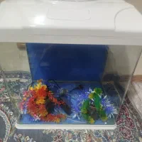 آکواریوم|ماهی|خرم‌آباد, |دیوار