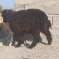 بره قوچ نره بز نقشی بز شیر مخصوص درخونه|حیوانات مزرعه|بندرعباس, |دیوار