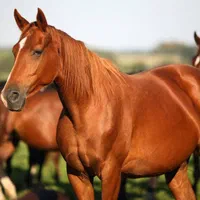 اسب مادیان نریان