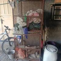 فروش قفس کبوتر