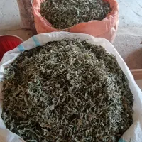 پونه درجه یک|خوردنی و آشامیدنی|گیلان غرب, |دیوار