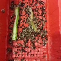 جوجه حلزون ها در طرح ها و رنگ های متفاوت کف قیمت