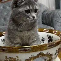 واگذاری رایگان اسکاتیش فولد|گربه|بروجرد, |دیوار