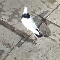 طوقی ومایدم گم شده