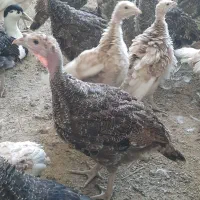 بوقلمون