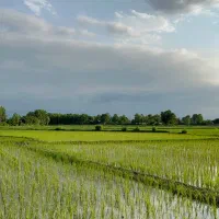 شالیزار سنتی ۴۵۰۰ متری