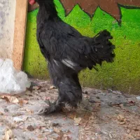 خروس جوان وارداتی آرام و زیبا برهما سلطان لهستانی