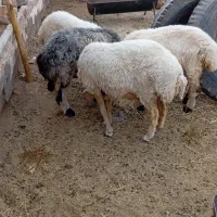 دومیش جوان دوتا بره ماده ویک گیسه