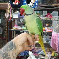 اقیانوس ملنگوکاسکوگیرینچیک شاه طوطی پروتلت (مغازه)