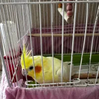 عروس هلندی|پرنده|ارم, |دیوار