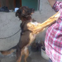 سگ نگهبان