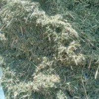 یونجه خورده شده آماده در شهرستان اردل
