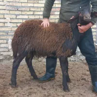 بره ماده هترو و میش ابستن...بره نرهای همو