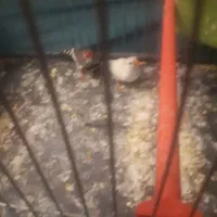 فنچ معاوضه کفتر