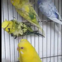 مولد|پرنده|مهاباد (آذربایجان غربی), |دیوار