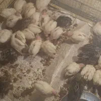 بلدرچین ۲۰روزه امریکایی وژاپنی