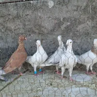 کبوتر موشی سرور سینه ای|پرنده|لنجان, |دیوار