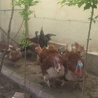 بوقلمون نروماده گوشتی وتخمگذار