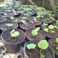 گل سینره|گل و گیاه طبیعی|تالش, طولارود|دیوار