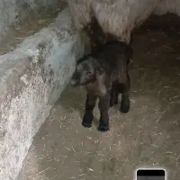 میش و بره نر