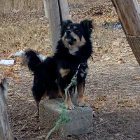 یک قلاده سگ|سگ|بومهن, |دیوار